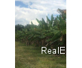 Brasilien riesengrosse 2'499 Ha grosse Farm mit Fruchtplantagen und Viehzucht Region Manaus AM